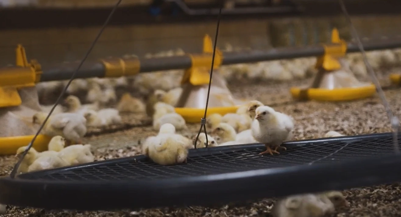 Hühner auf einer Wiese Hühner auf einer Wiese